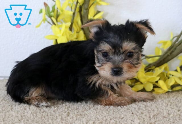 Honey Yorkie2 image