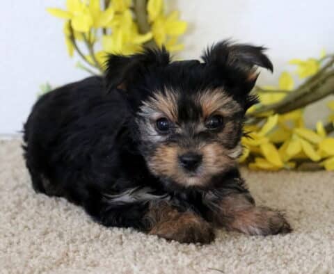 Hubie Yorkie