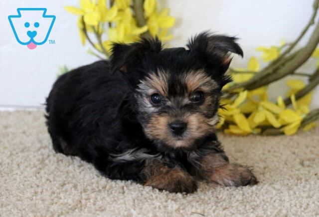 Hubie Yorkie image