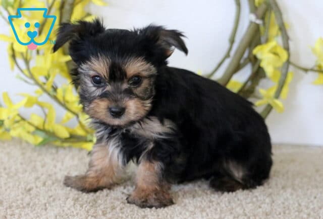 Hubie Yorkie2 image