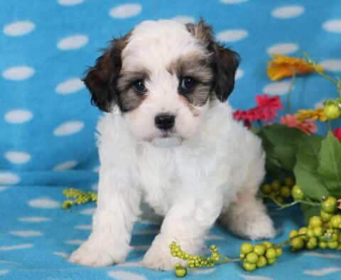 Jakey Cavachon