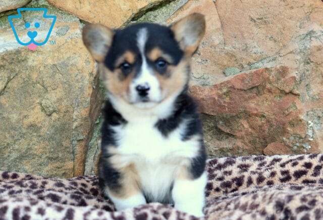 Jessie Corgi image