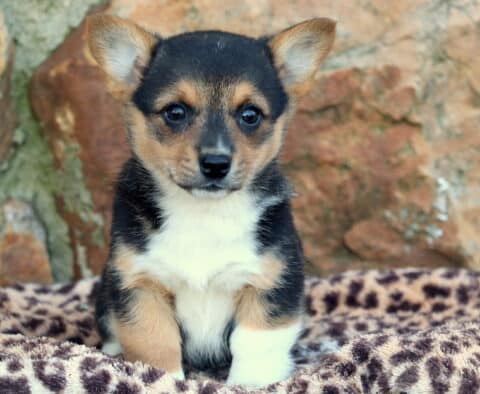Joy Corg