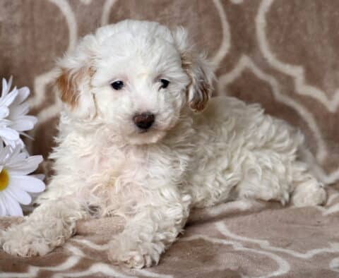 Khloe Toy Poodle2