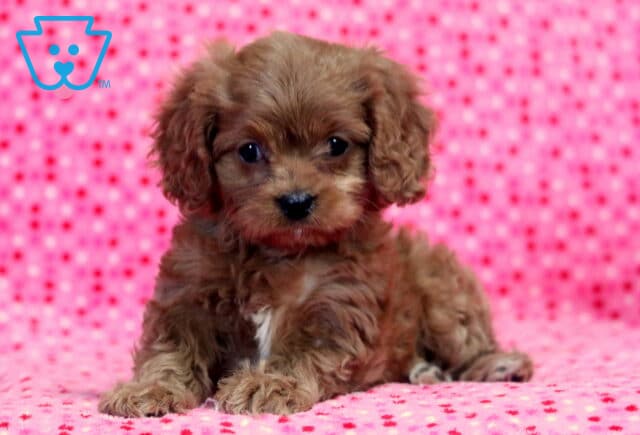 Ladybug Cavapoo image