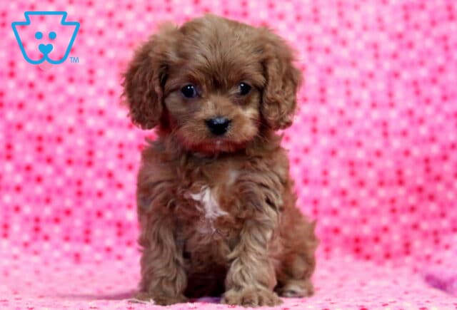 Ladybug Cavapoo2 image
