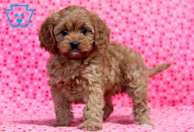 Leah Cavapoo2 image