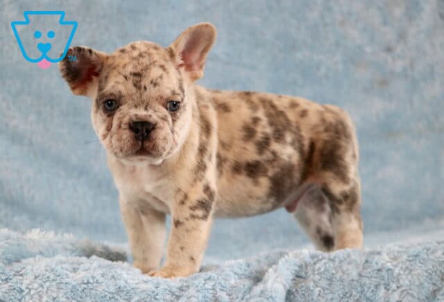 Lenny Frenchie2 image