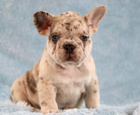 Lenny Frenchie3