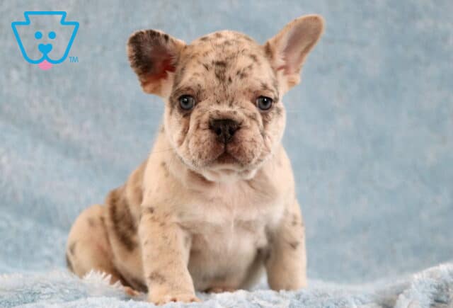 Lenny Frenchie3 image