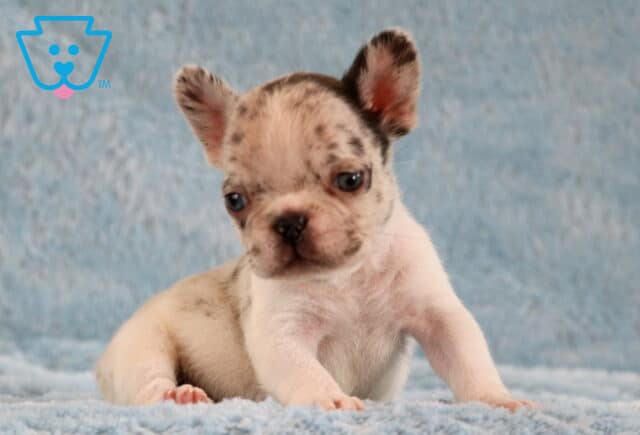 Lex Frenchie image