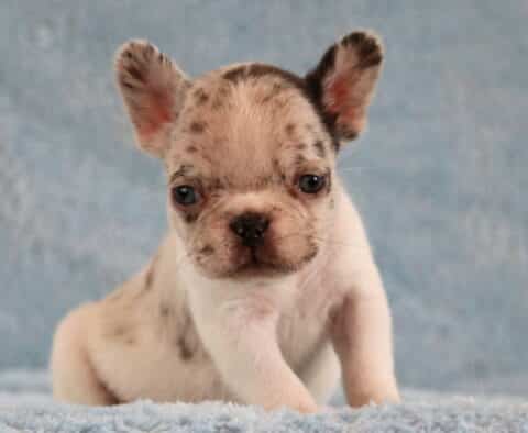 Lex Frenchie2