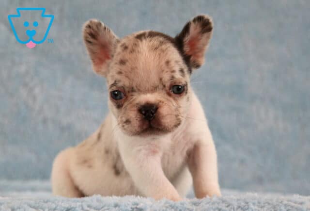 Lex Frenchie2 image