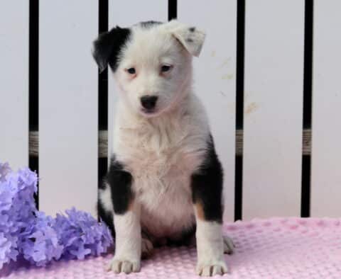 Liberty Border Collie