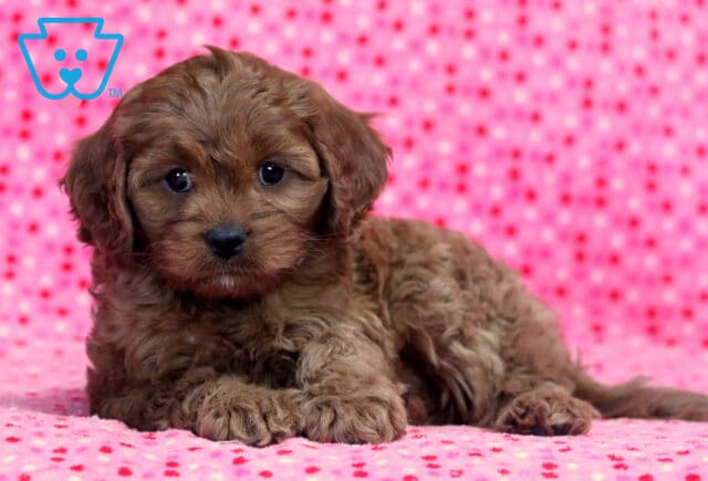 Lizzy Cavapoo image