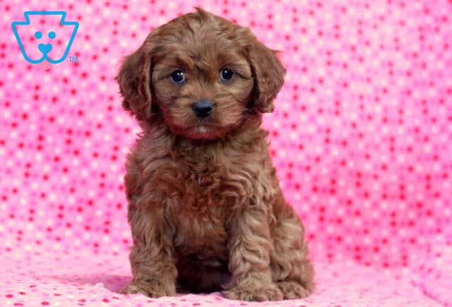 Lizzy Cavapoo2 image