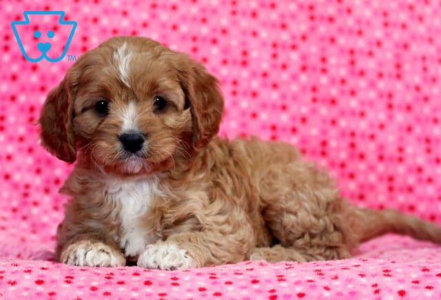 Lollipop Cavapoo image
