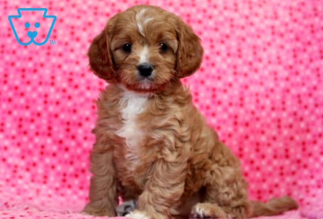 Lollipop Cavapoo2 image