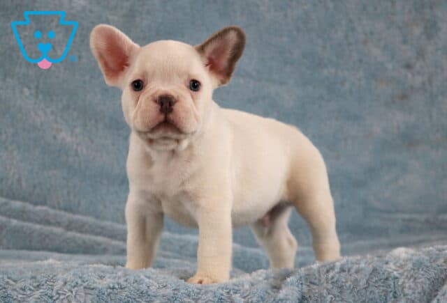 Louie Frenchie image