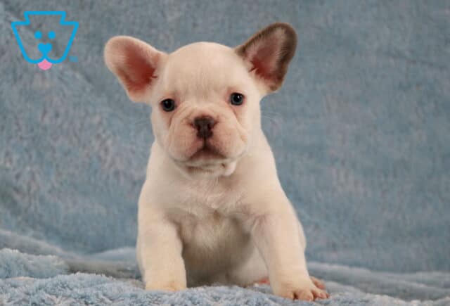 Louie Frenchie2 image