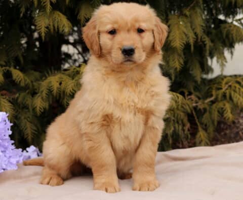 Love Golden2