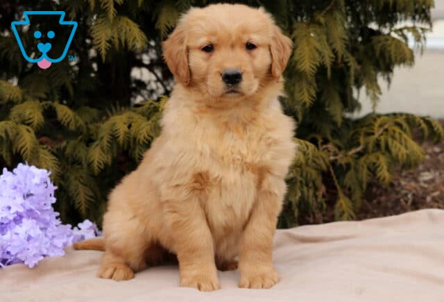 Love Golden2 image
