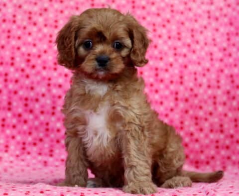Lovey Cavapoo