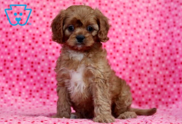Lovey Cavapoo image