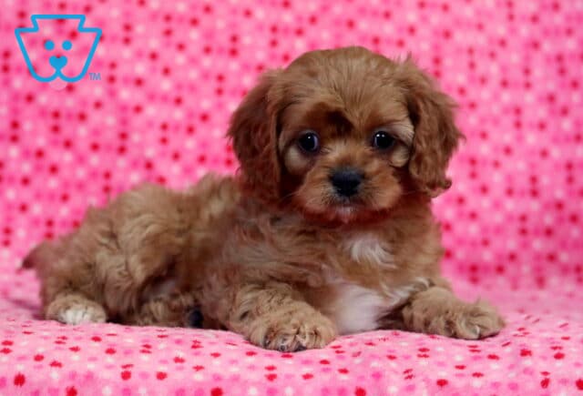 Lovey Cavapoo2 image