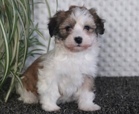 Magic Havanese