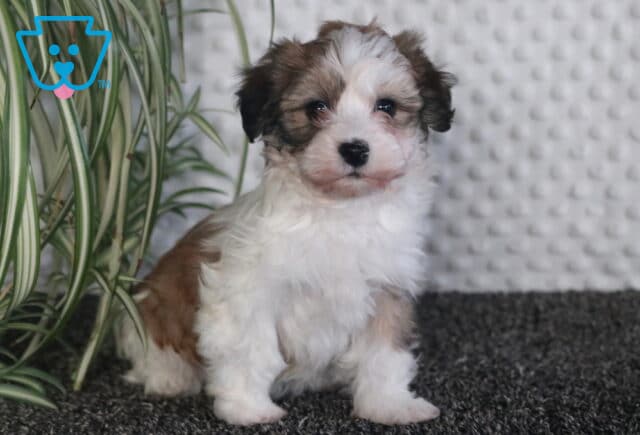 Magic Havanese image