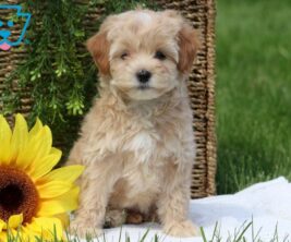Maltipoo