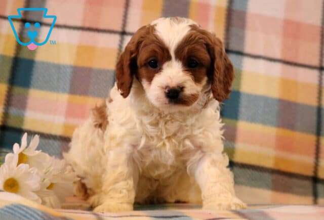 Maxwell Cavapoo image