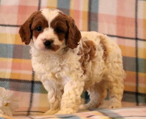 Maxwell Cavapoo2