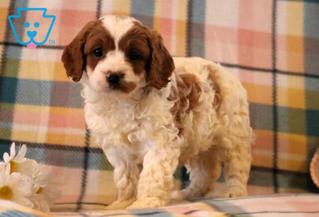 Maxwell Cavapoo2 image