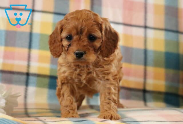 Maxy Cavapoo image
