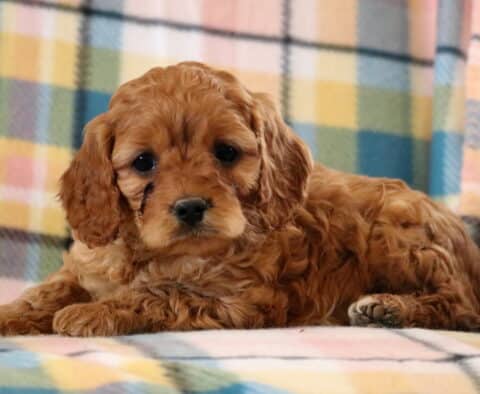 Maxy Cavapoo2