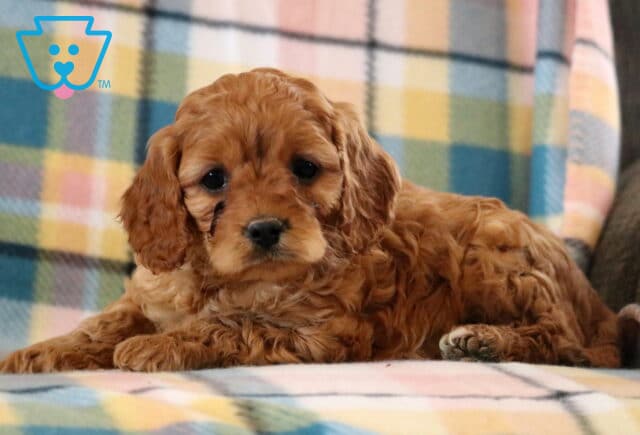 Maxy Cavapoo2 image