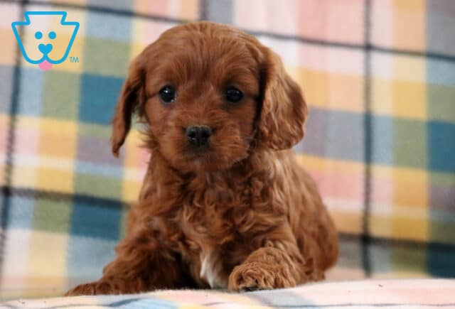 Mia Cavapoo image