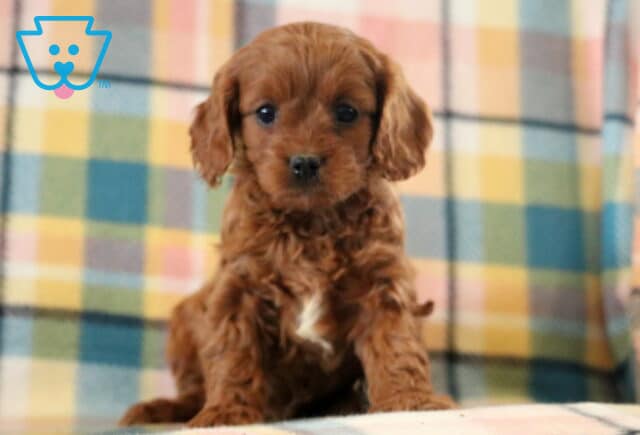 Mia Cavapoo2 image