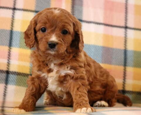 Muffin Cavapoo