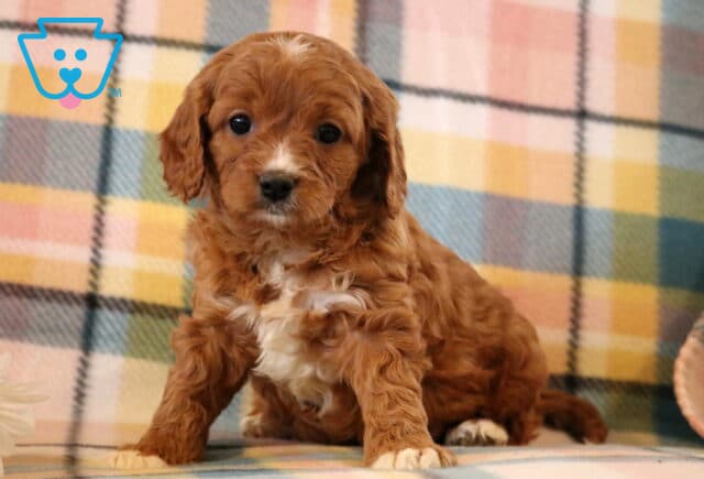 Muffin Cavapoo image