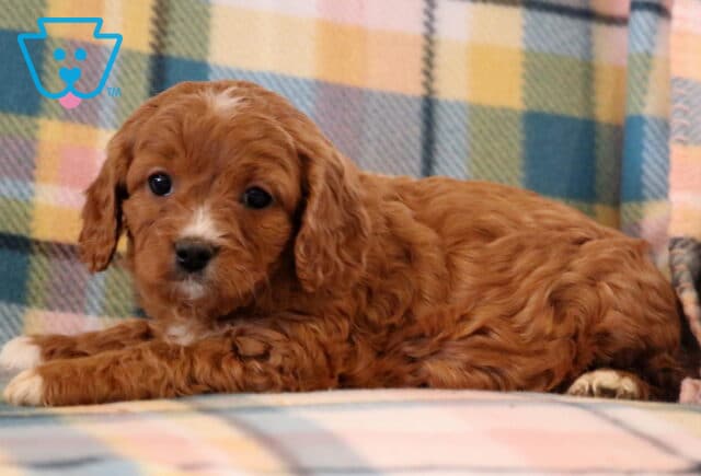 Muffin Cavapoo2 image