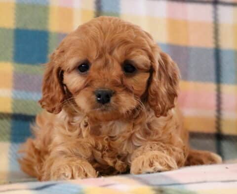 Mylie Cavapoo