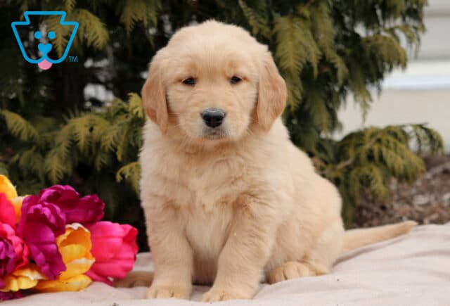 Nikki Golden image