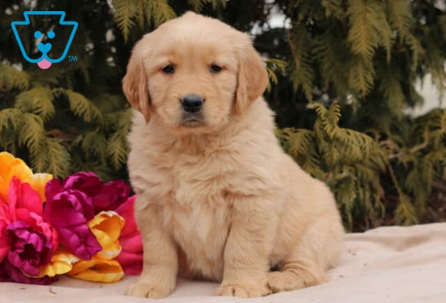 Norie Golden image