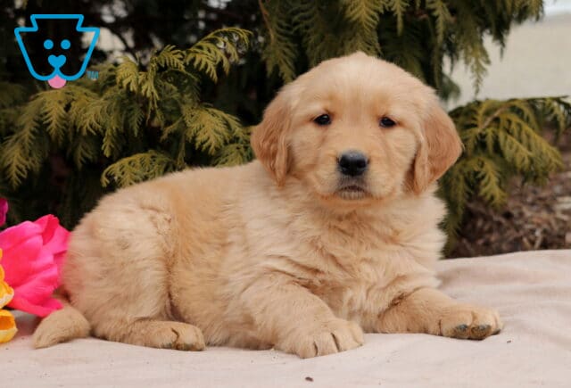Norie Golden2 image