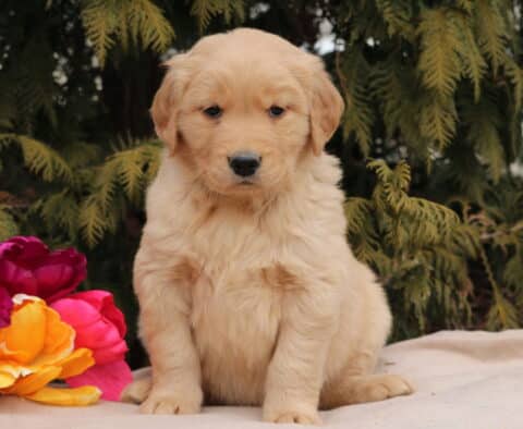 Noris Golden