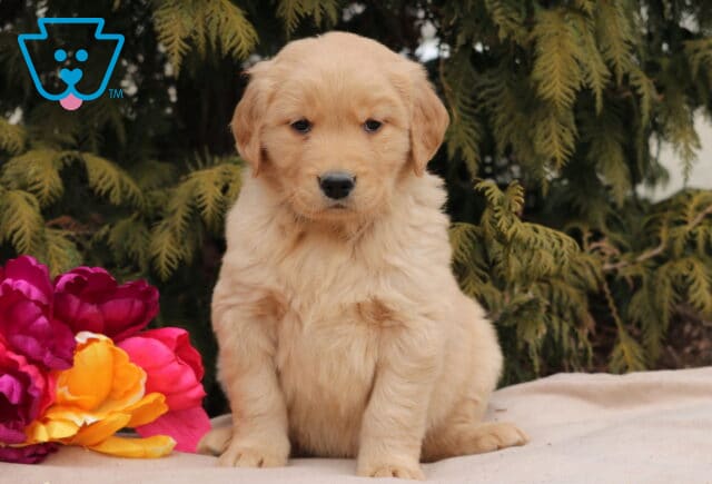 Noris Golden image
