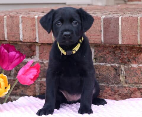 Nova Border Collie Mix